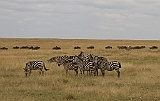 Zebras in Serengeti